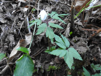 Anemonoides nemorosa