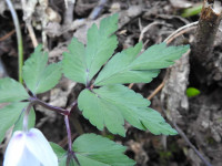 Anemonoides nemorosa