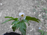 Anemonoides nemorosa