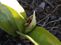 Himantoglossum robertianum