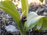 Himantoglossum robertianum