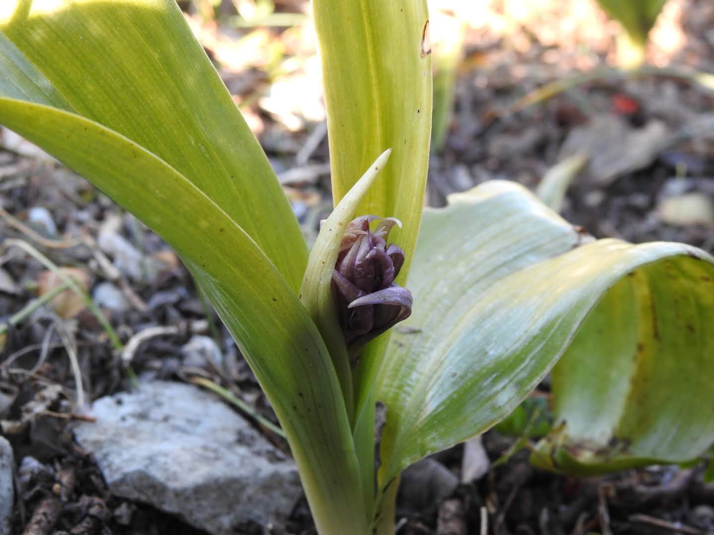 Himantoglossum robertianum