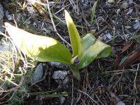Himantoglossum robertianum