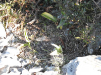 Himantoglossum robertianum