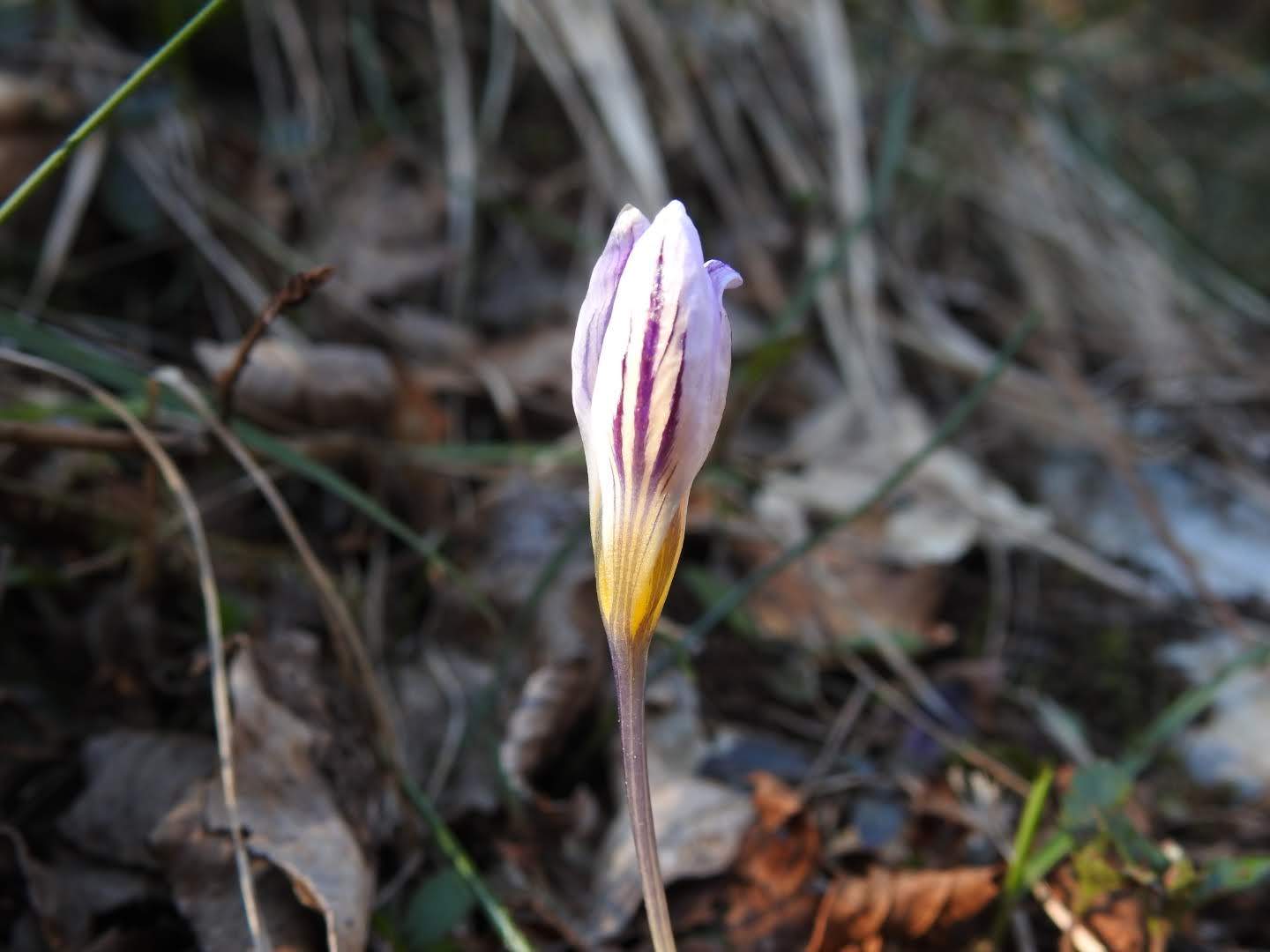 Crocus biflorus