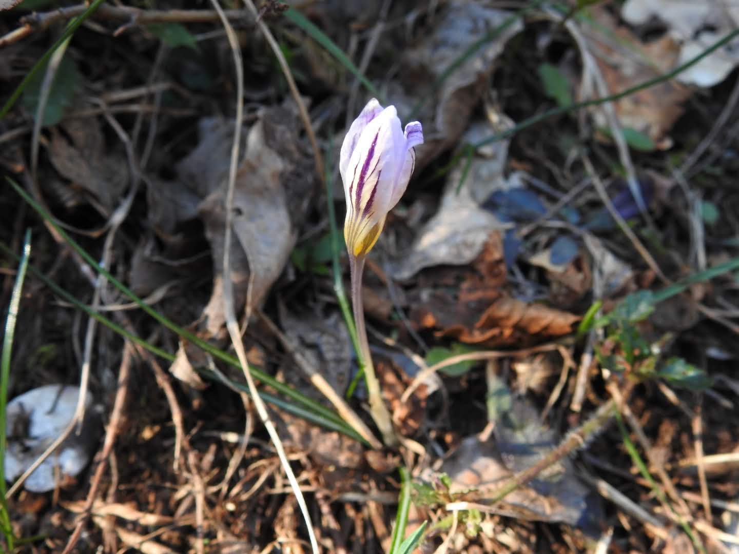 Crocus biflorus