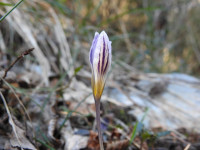 Crocus biflorus