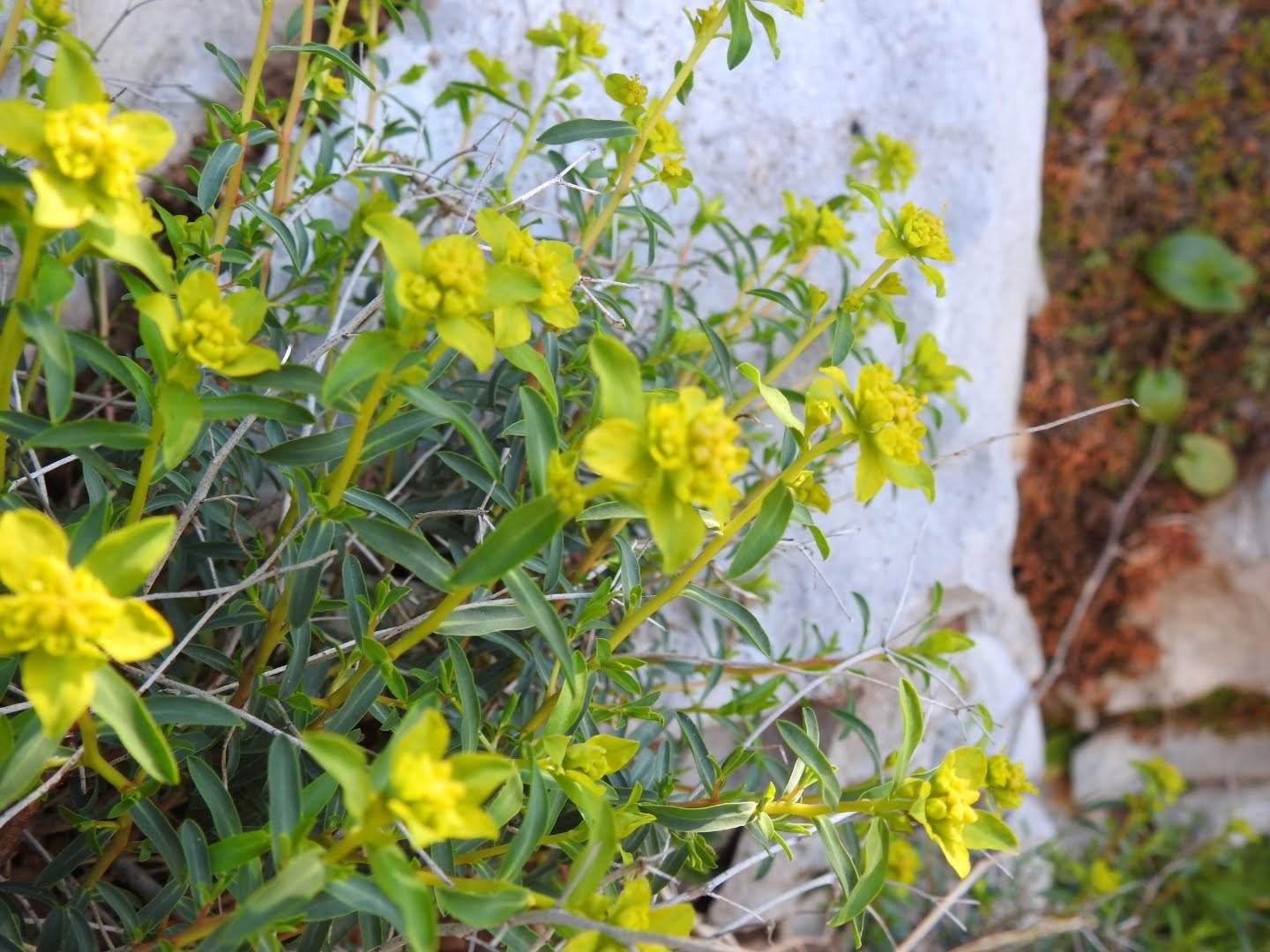 Euphorbia spinosa