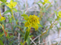 Euphorbia spinosa