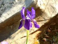 Iris lutescens