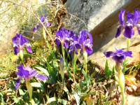Iris lutescens