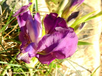 Iris lutescens
