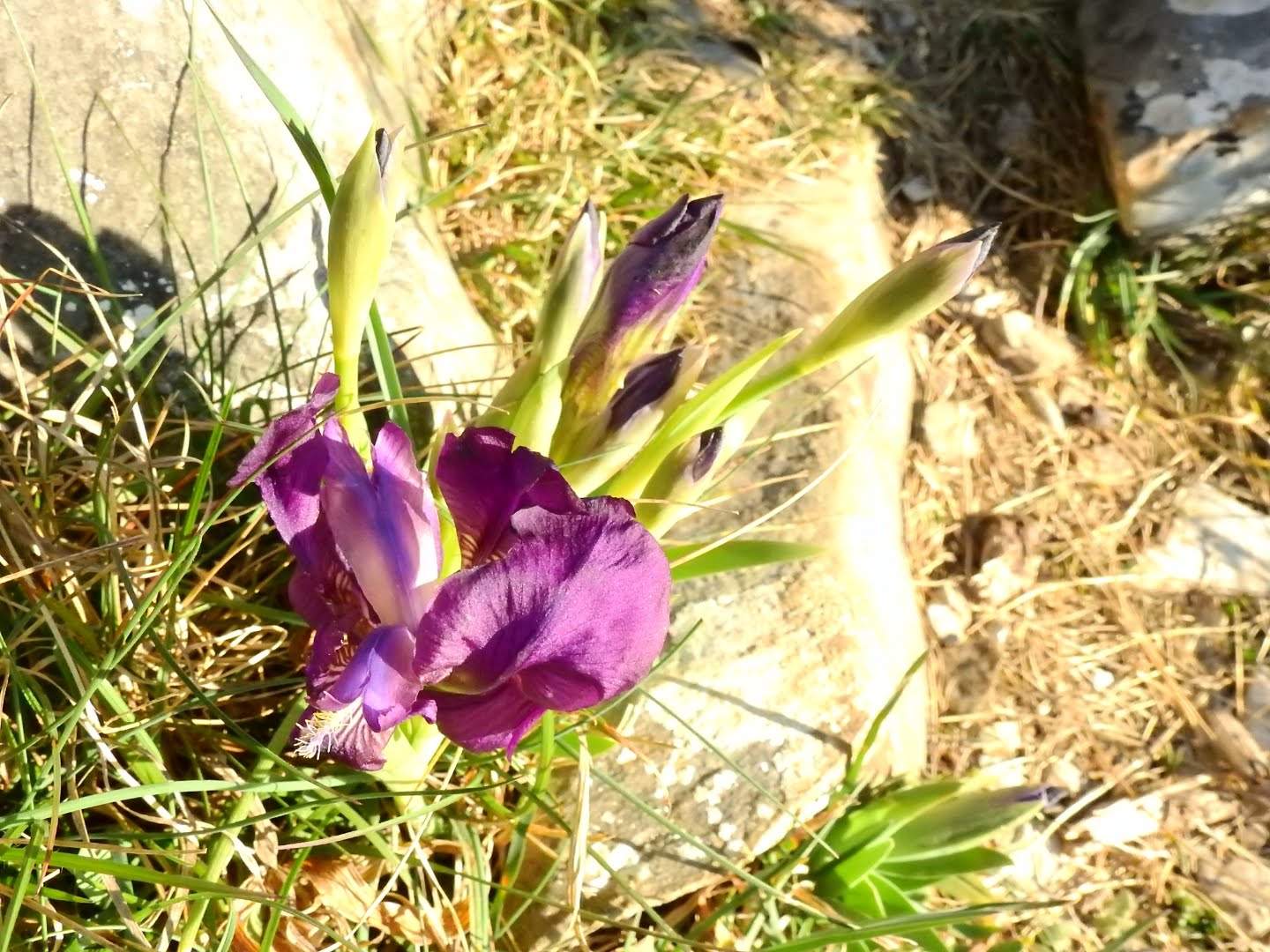 Iris lutescens