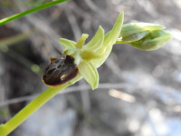 Ophrys sphegodes