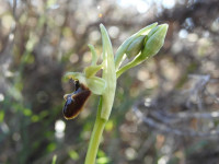 Ophrys sphegodes