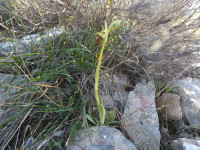 Ophrys sphegodes