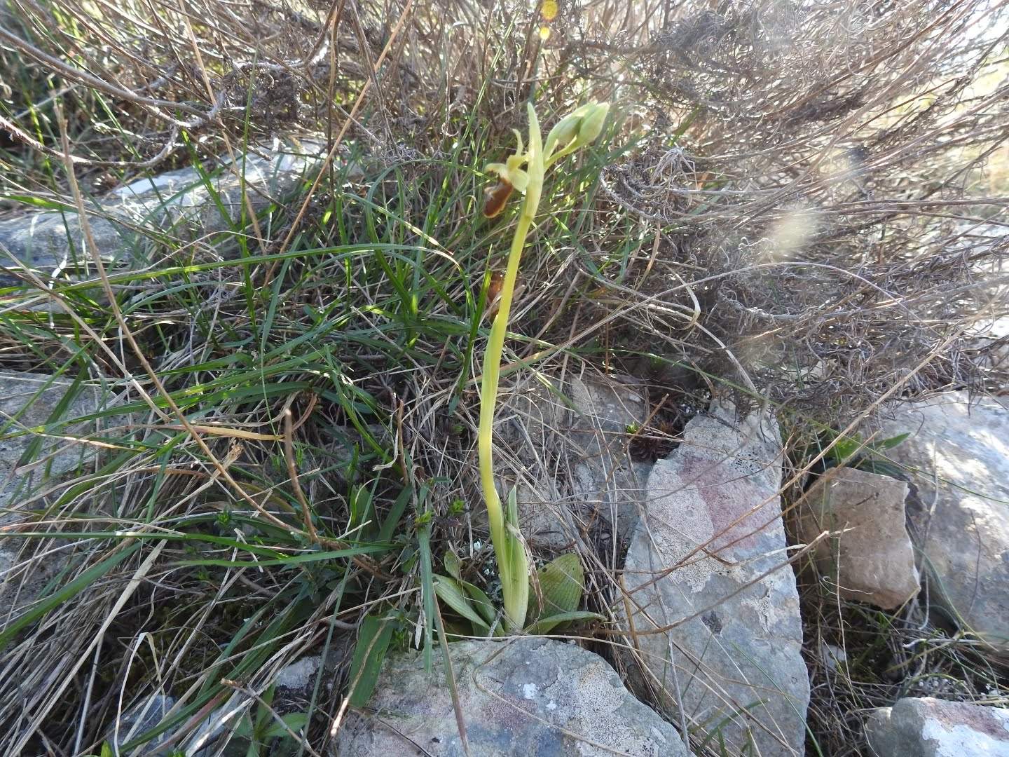 Ophrys sphegodes