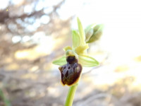 Ophrys sphegodes