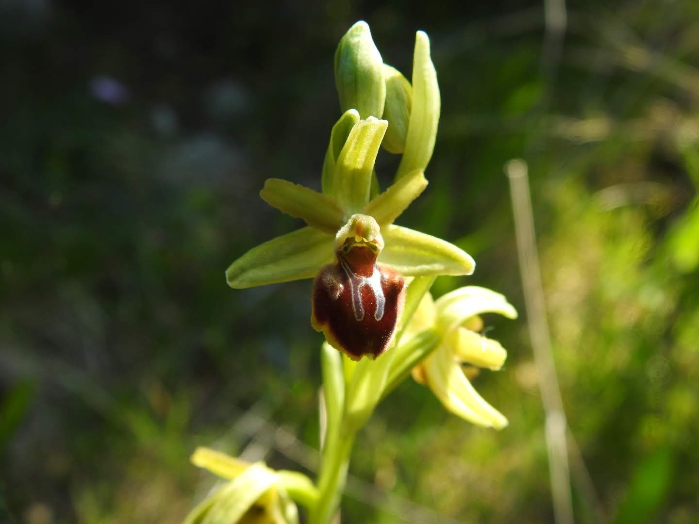Ophrys sphegodes