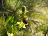 Ophrys sphegodes