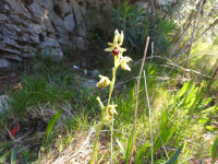 Ophrys sphegodes
