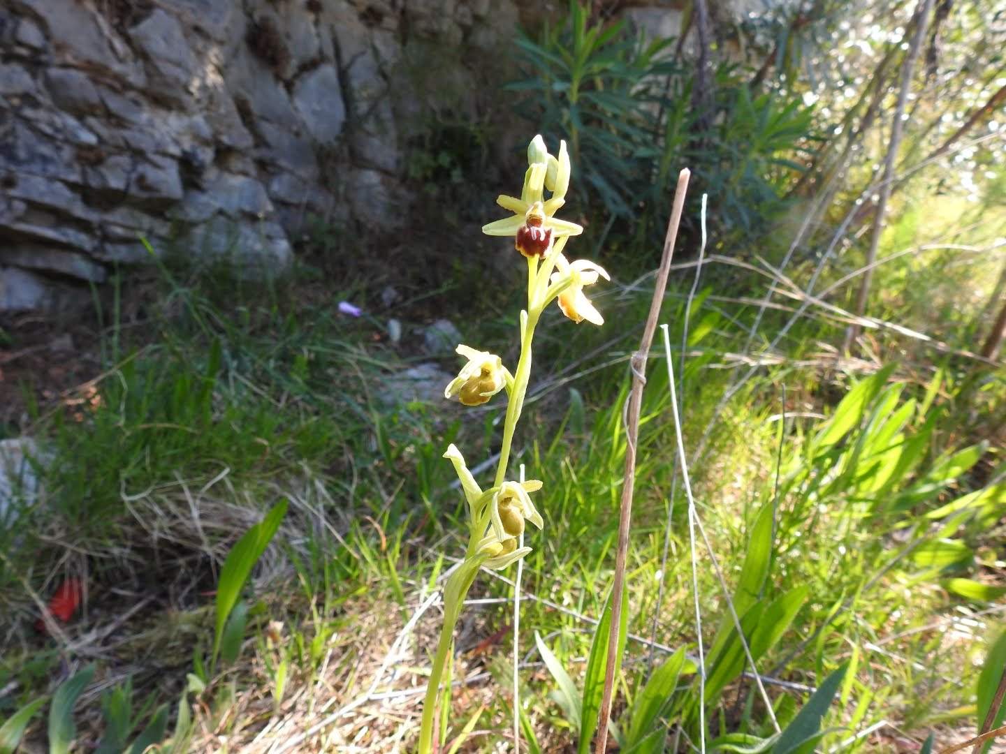 Ophrys sphegodes
