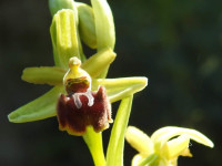 Ophrys sphegodes
