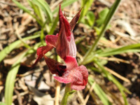 Serapias neglecta