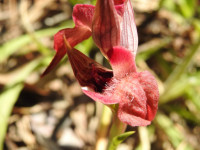 Serapias neglecta
