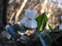 Viola odorata