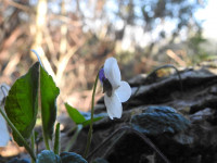 Viola odorata