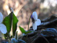 Viola odorata