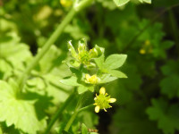 Ranunculus muricatus