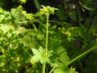 Ranunculus muricatus