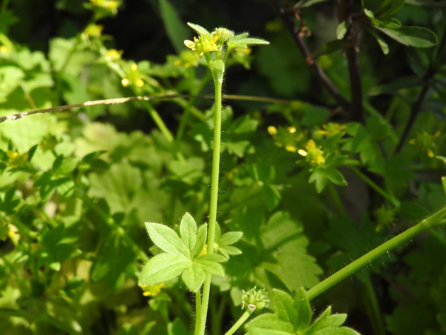 Ranunculus muricatus