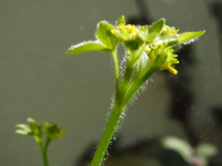 Ranunculus muricatus