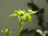 Ranunculus muricatus