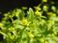 Ranunculus muricatus