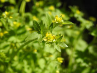 Ranunculus muricatus