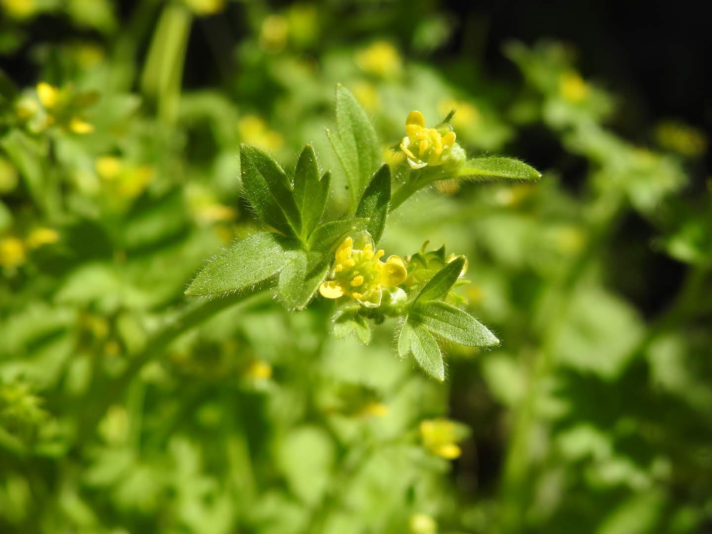 Ranunculus muricatus