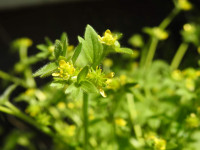 Ranunculus muricatus