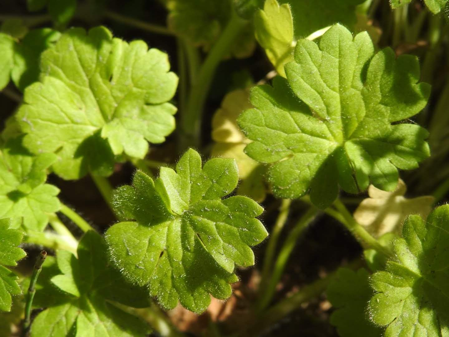 Ranunculus muricatus