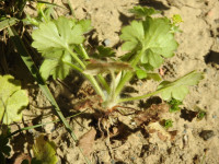 Ranunculus muricatus