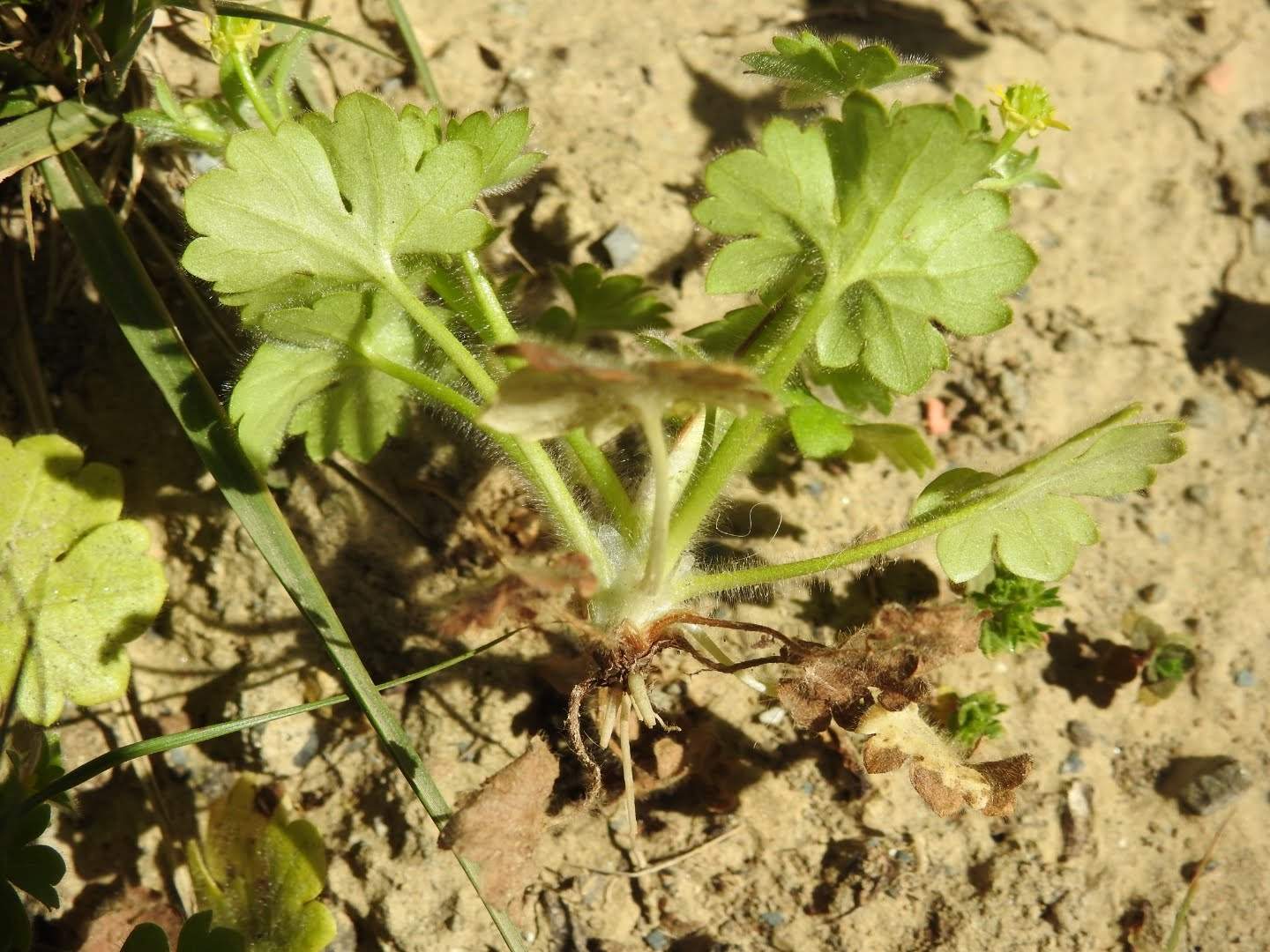 Ranunculus muricatus