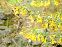 Emerus major