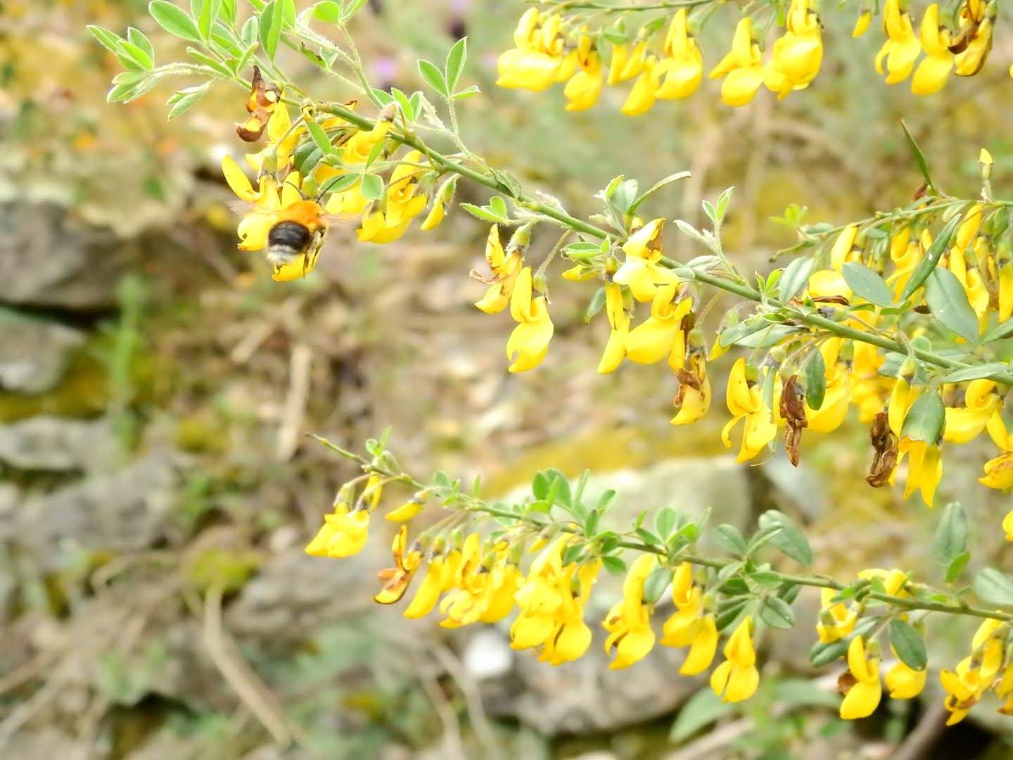 Emerus major