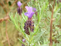 Lavandula stoechas