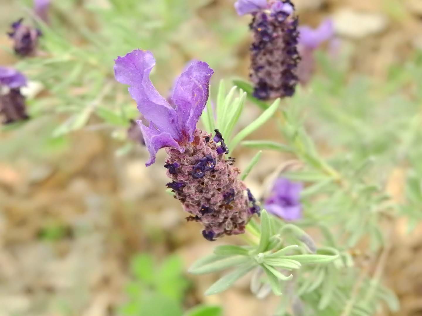 Lavandula stoechas