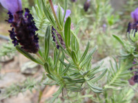 Lavandula stoechas