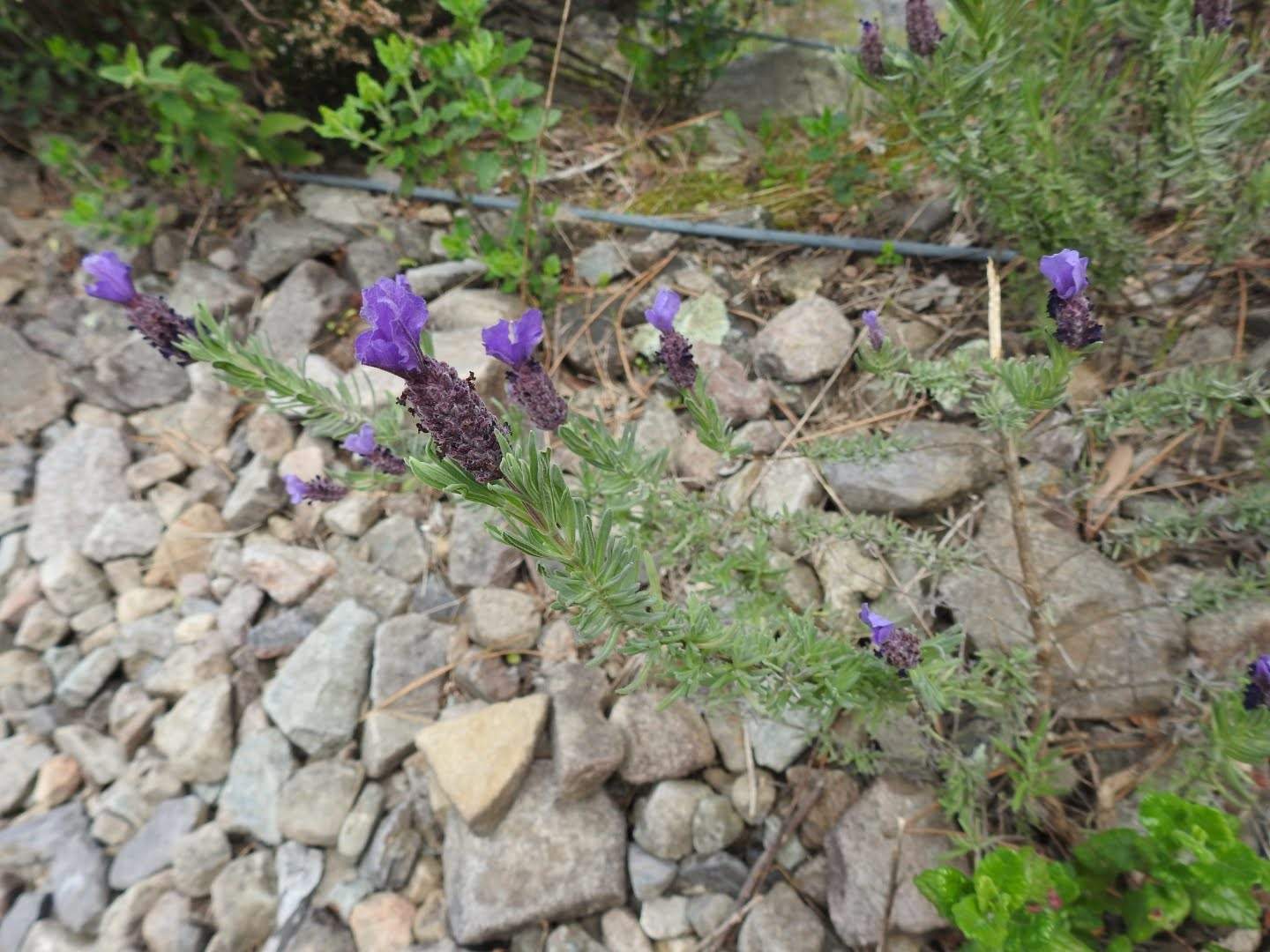 Lavandula stoechas